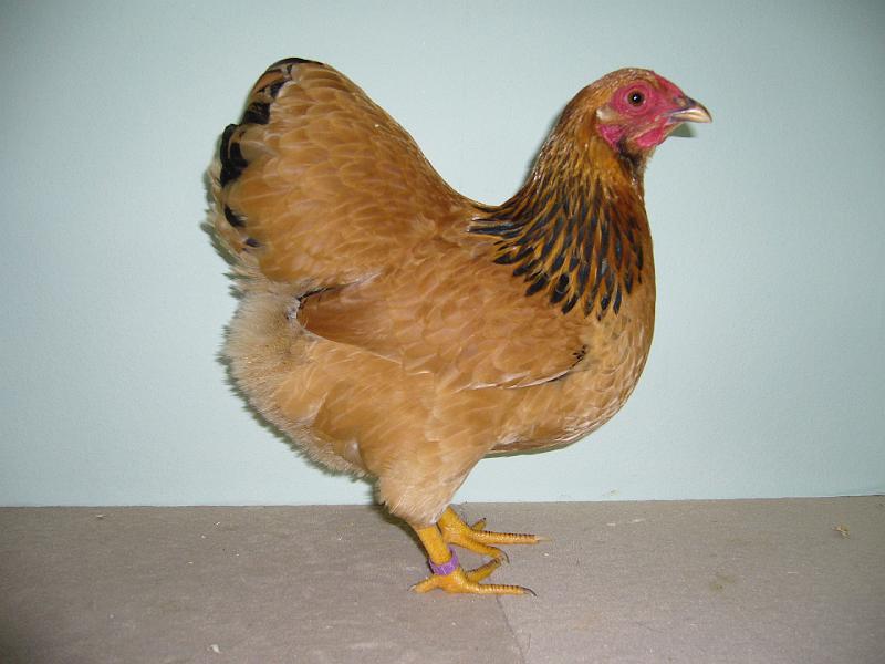 Muenster 2008 276.jpg - Zwerg Wyandotten gelb-schwarzcolumbia von t.L. Brennemann Preis V97 LVEJ